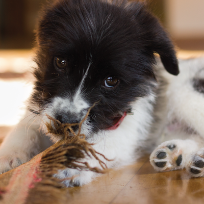 PupTakes: Is it teething?