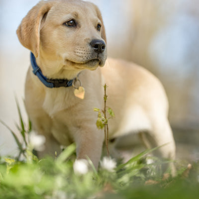 Dog Days: So You Have a Teenager