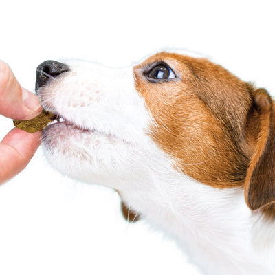 Puppy QuickTakes: Training Your New Puppy