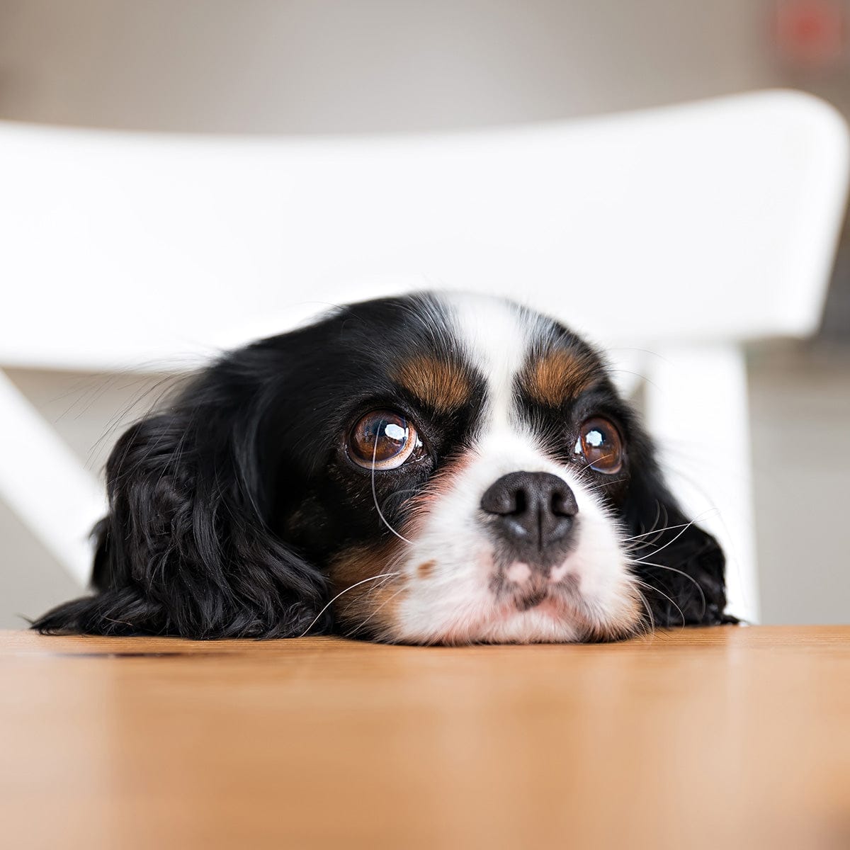 What Is DHA — and Why Every Pet (and Person) Needs It