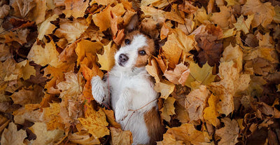 flossta_dog_treat_dental_health