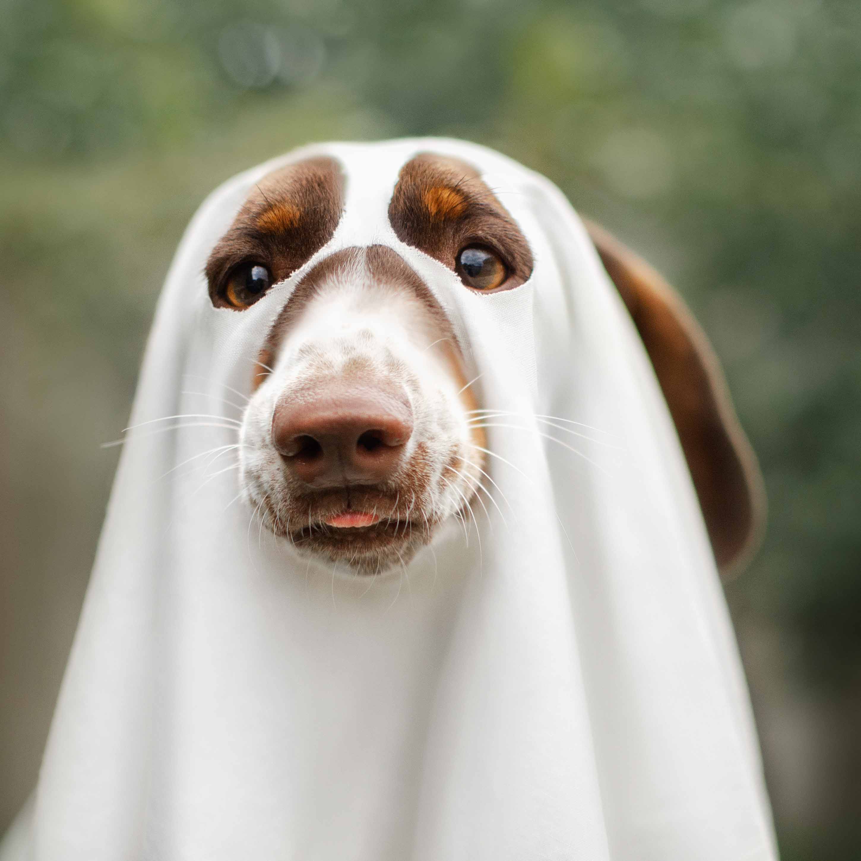 Trick or Treat! But Not for Dogs